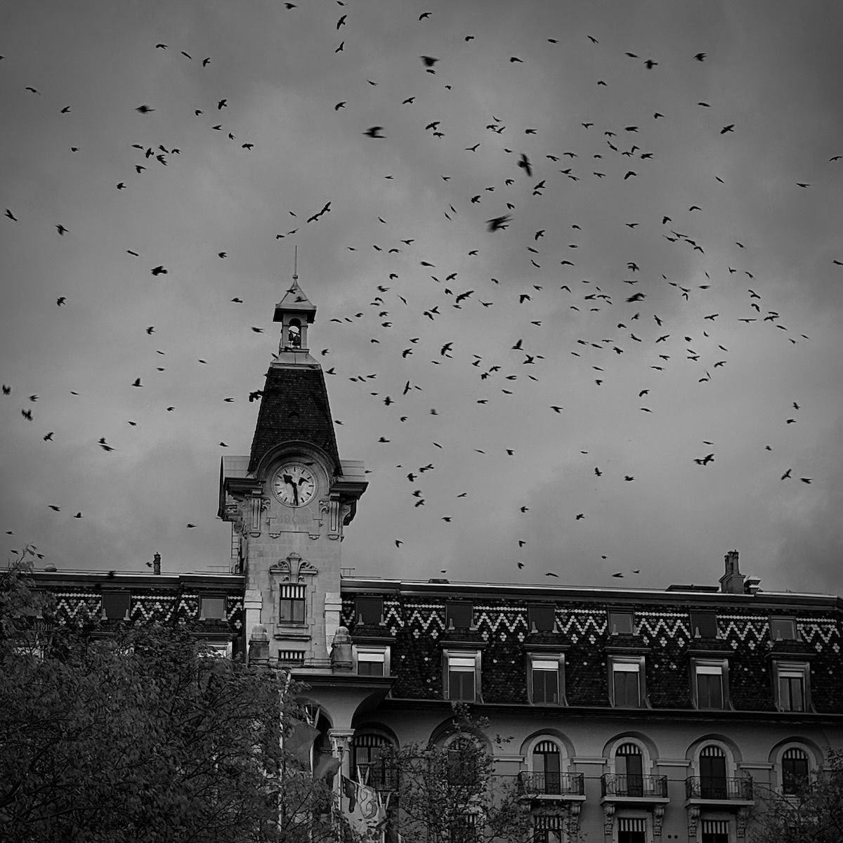 Photo en noir et blanc : nuée d'oiseaux au-dessus d'un immeuble à tour d'horloge