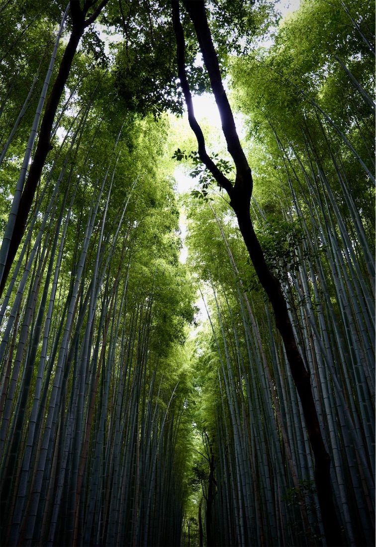 Forêt de bambous d'Arashiyama vue d'en bas, lumière verte entre les tiges