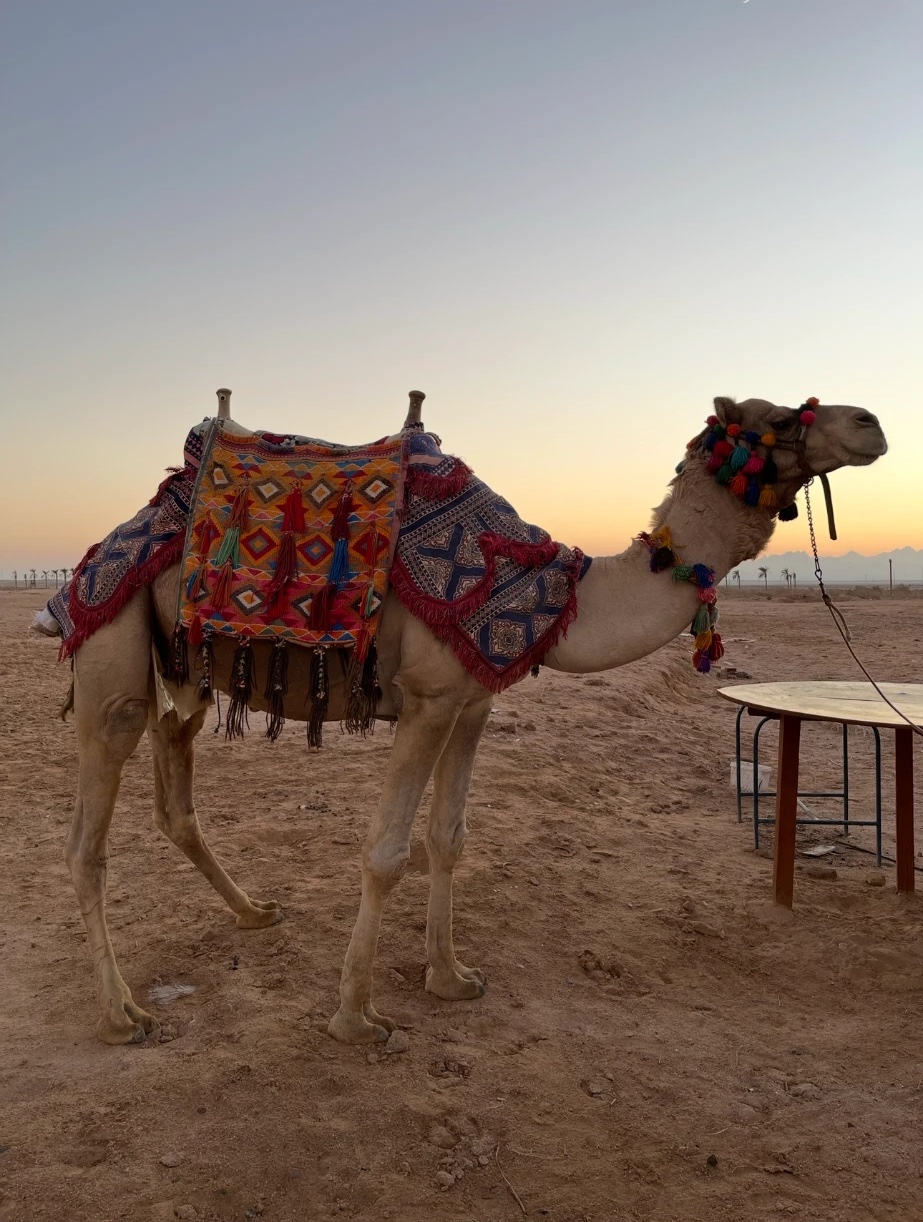Dromadaire paré d'une selle tissée et de pompons colorés, dans le désert au coucher du soleil